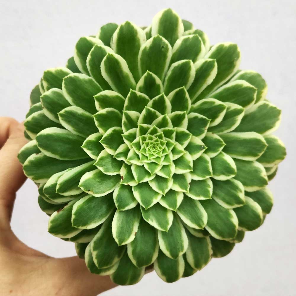Aeonium emerald ice tabuliforme