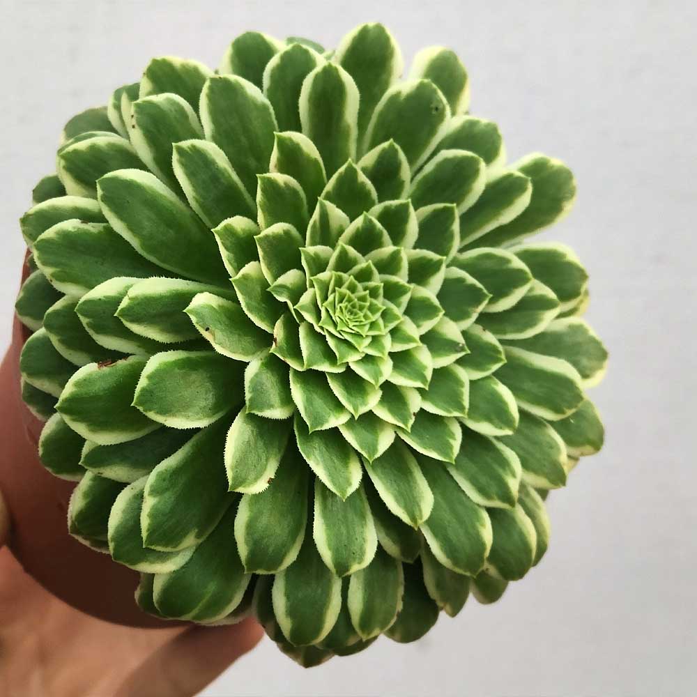 Aeonium tabuliforme variegato