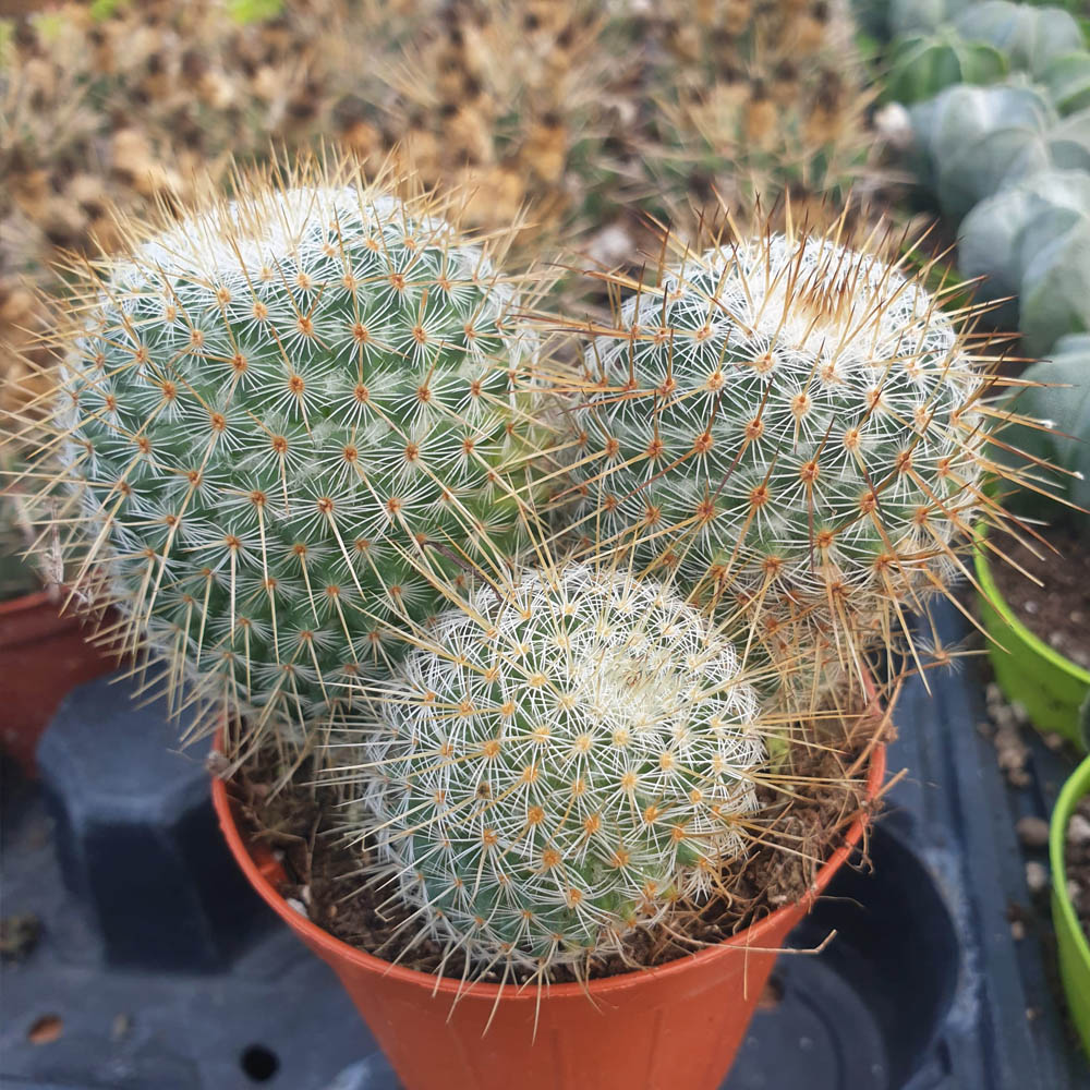 Mammillaria dixanthocentron