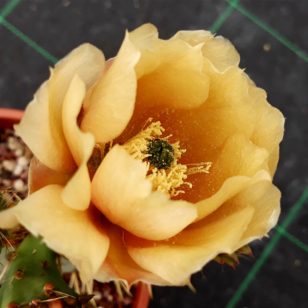 Opuntia engelmannii fiore