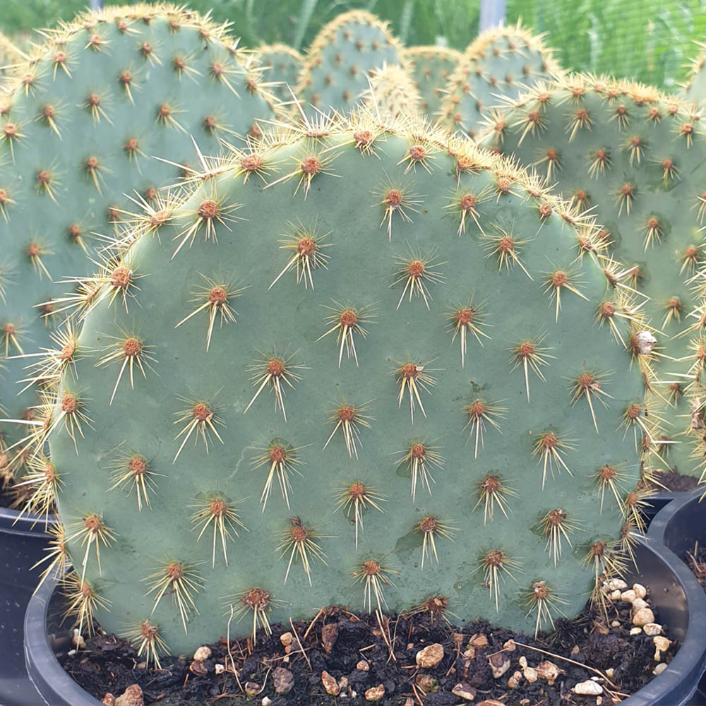 Opuntia engelmannii