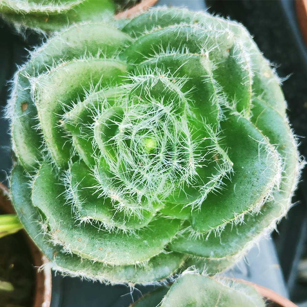 crassula barbata