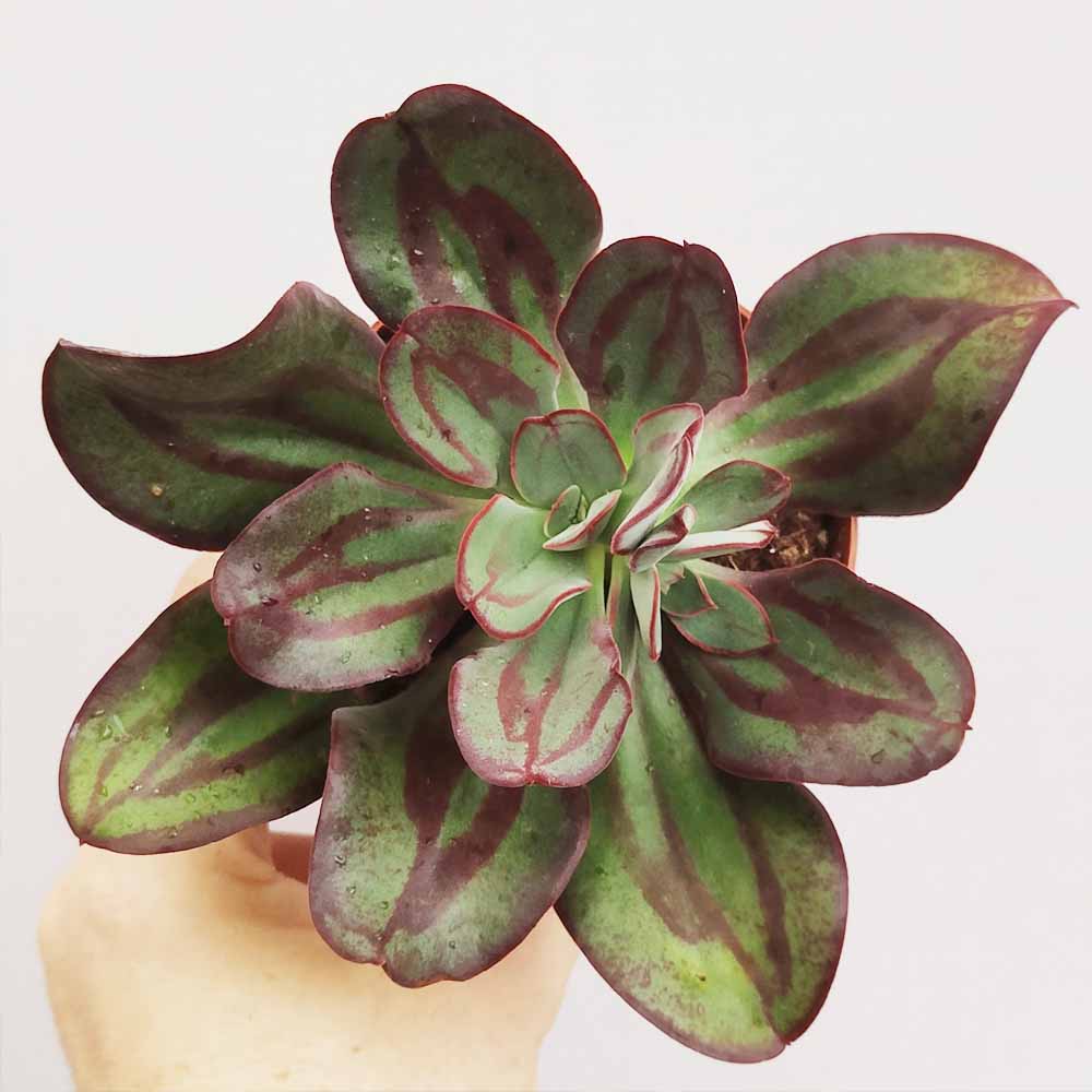 echeveria nodulosa