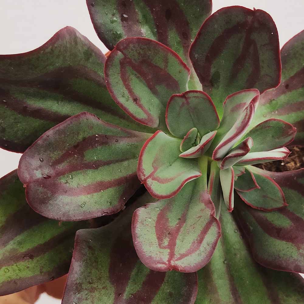 echeveria nodulosa pianta