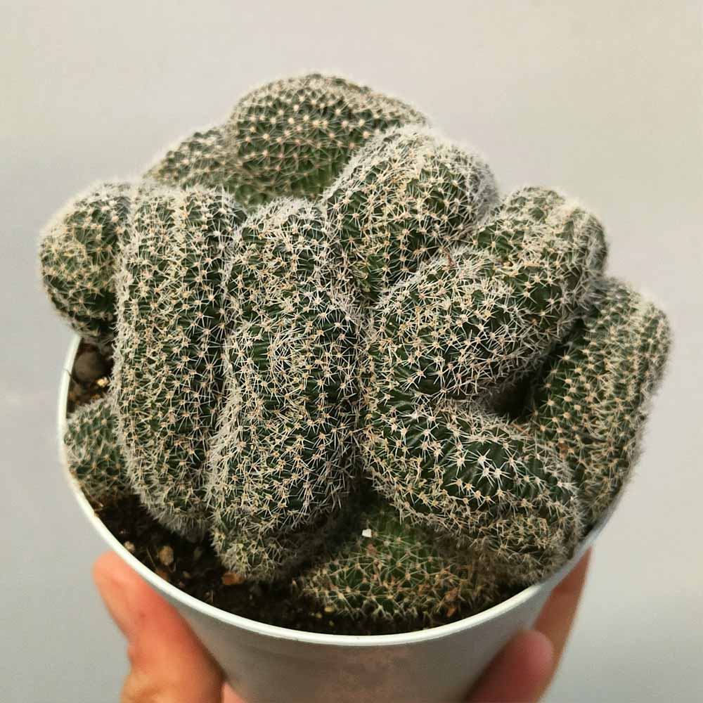 echinopsis densispina crestata