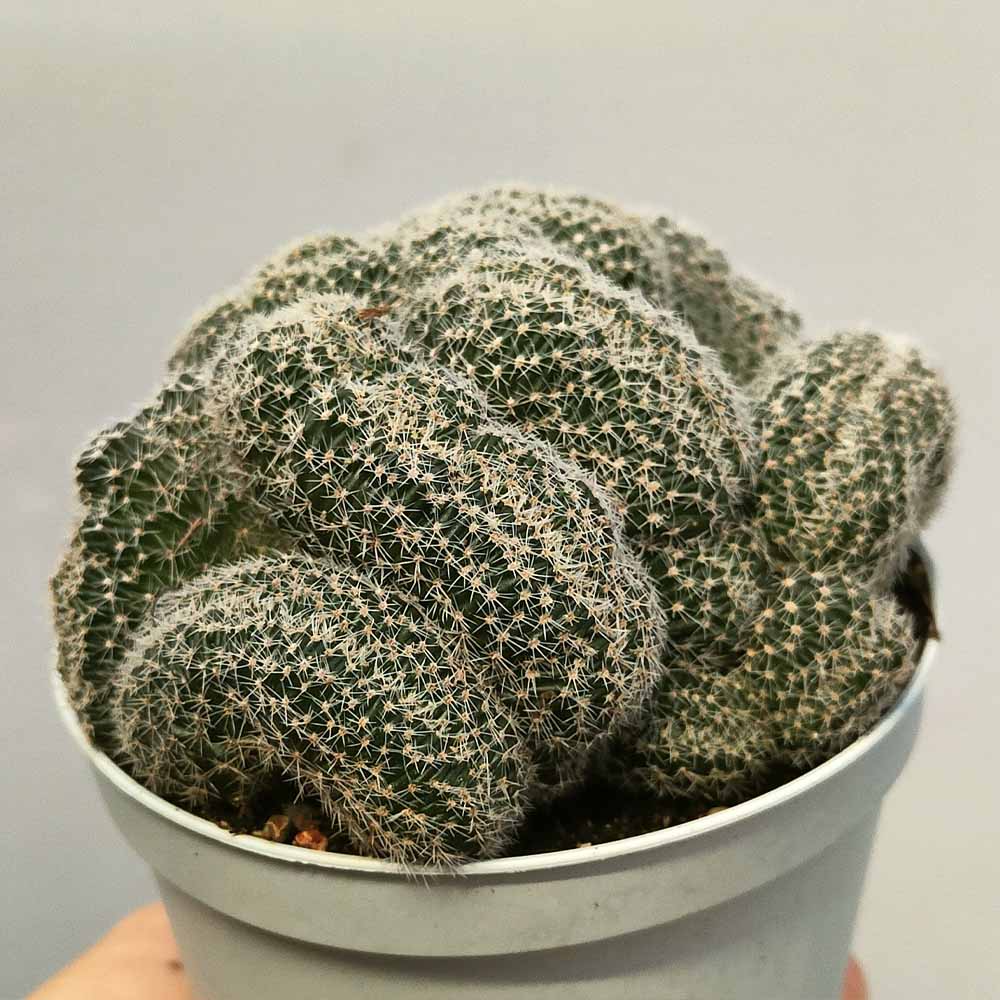 echinopsis densispina crestata cactus