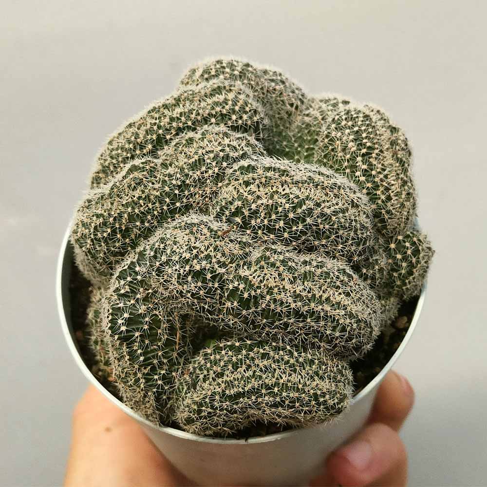 echinopsis densispina crestata pianta