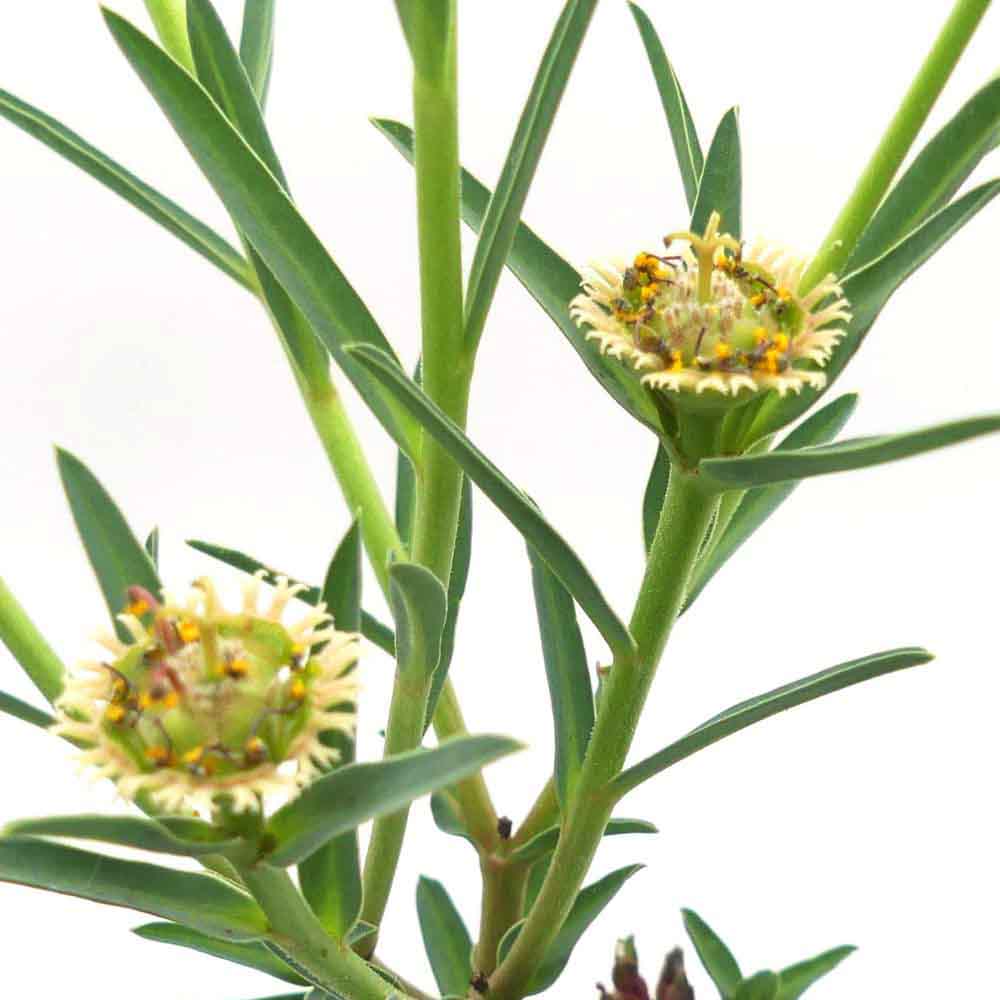 euphorbia tricadenia fiore