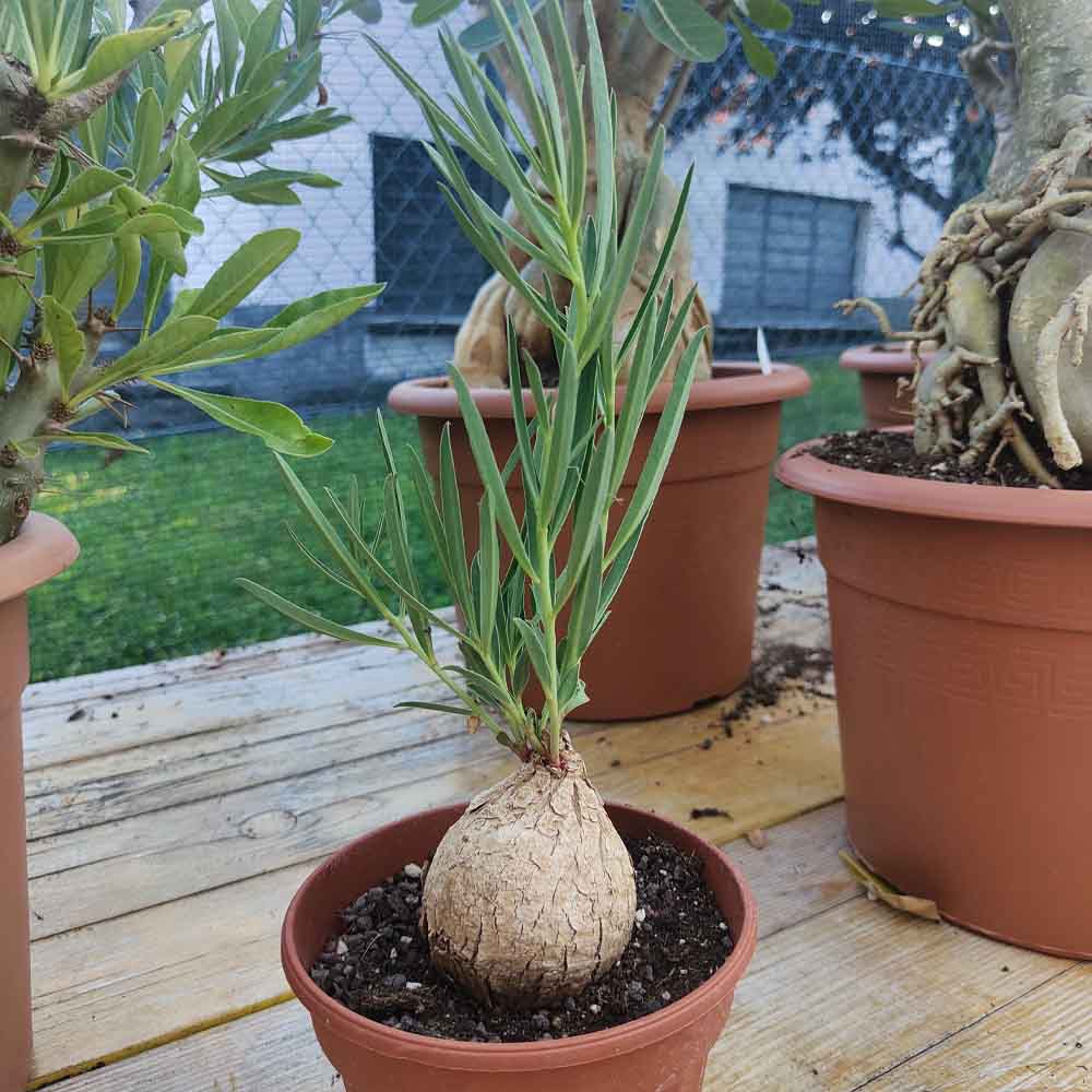 euphorbia tricadenia pianta grassa