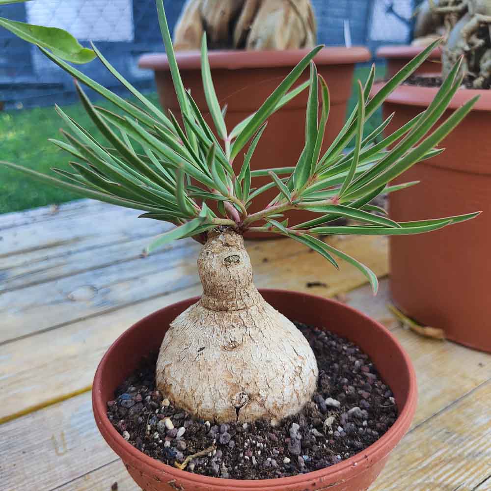 euphorbia tricadenia