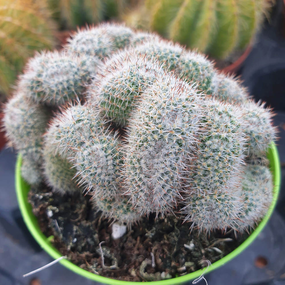 mammillaria geminispina crestata