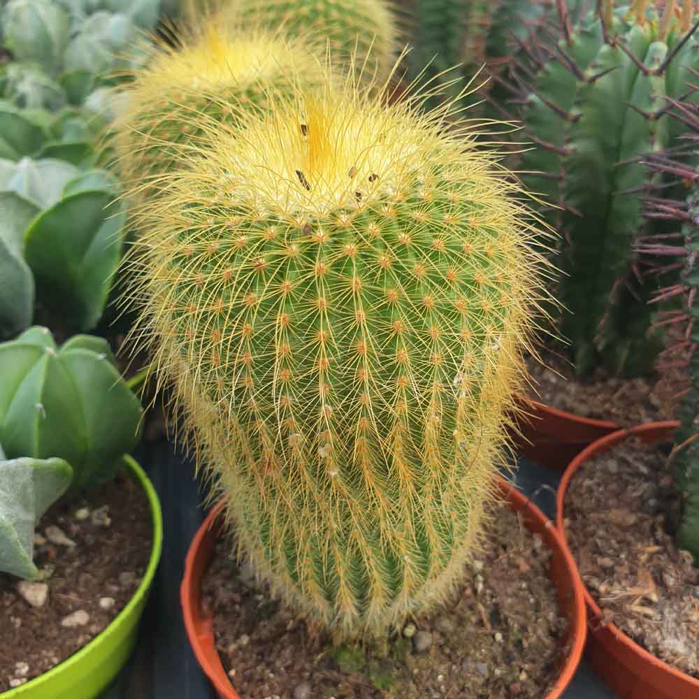 notocactus leninghausii pianta cactus
