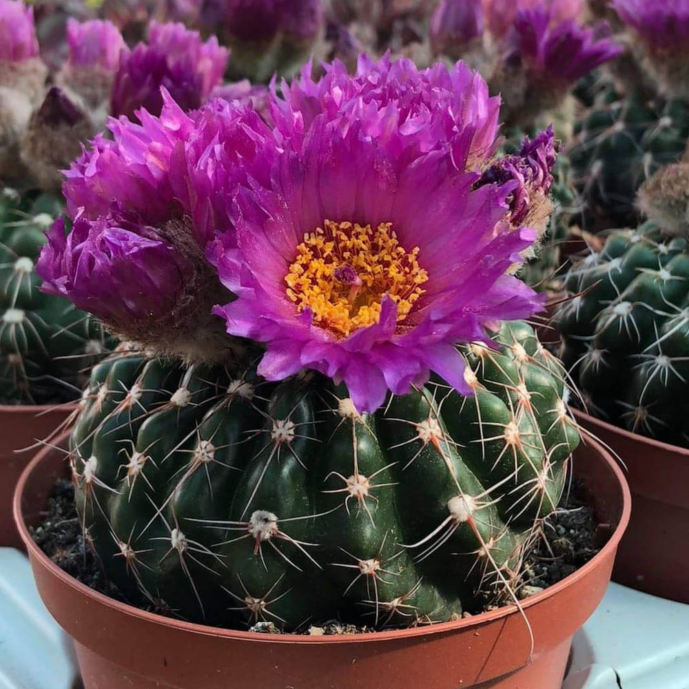 notocactus uebelmannianus fiore