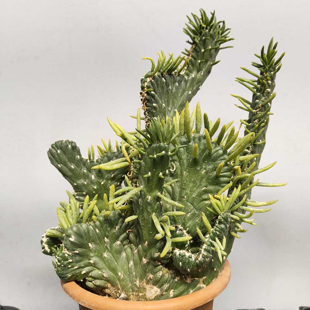 opuntia subulata crestata cactus