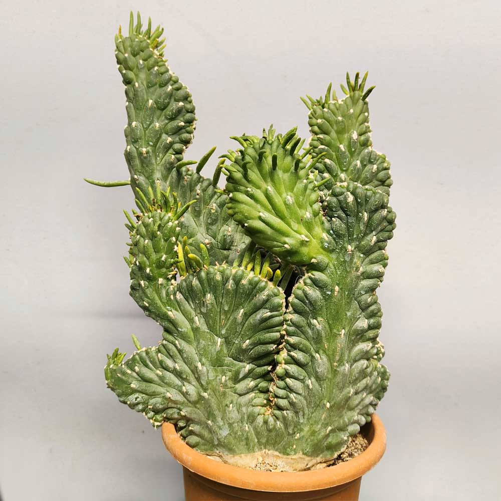 opuntia subulata crestata cactus