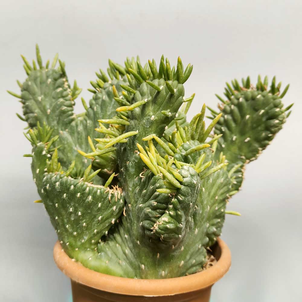 opuntia subulata crestata cactus