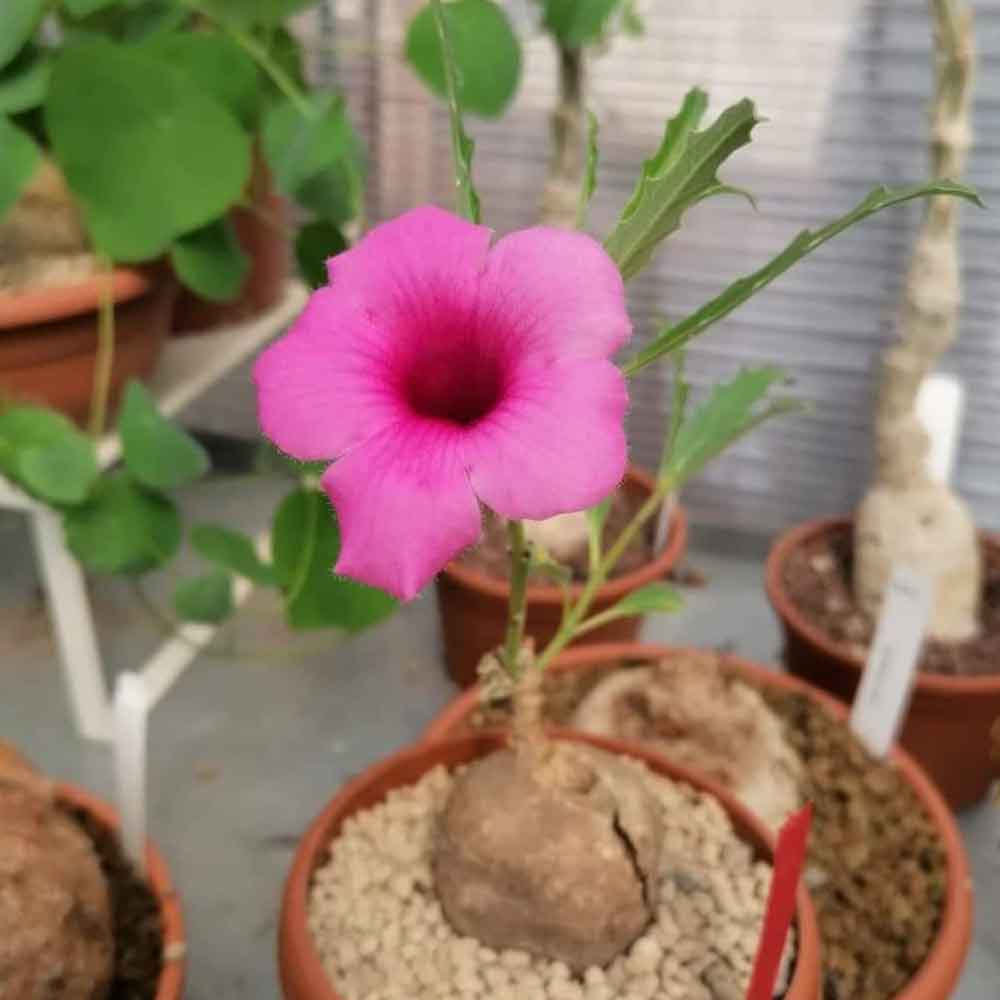 pterodiscus speciosus fiore