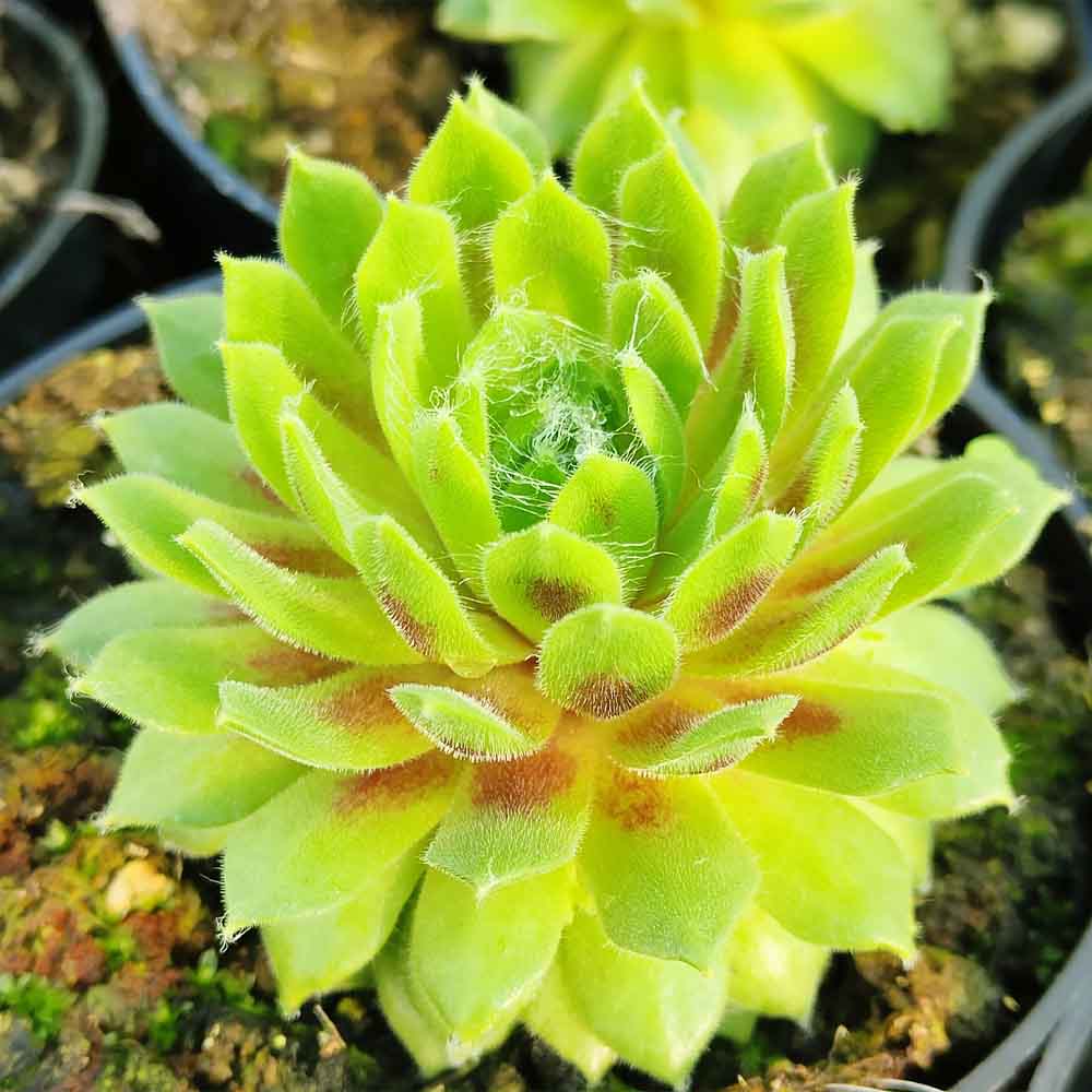 sempervivum arachnoideum lemon flare