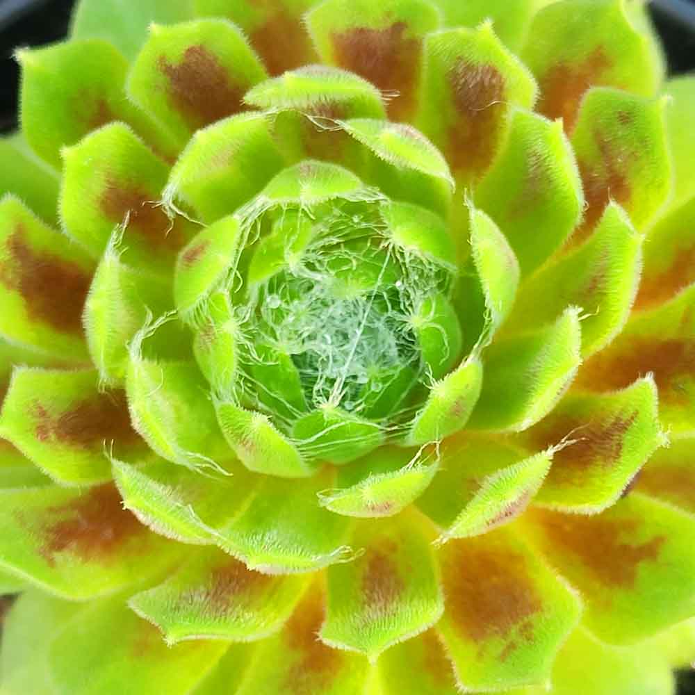 sempervivum arachnoideum lemon