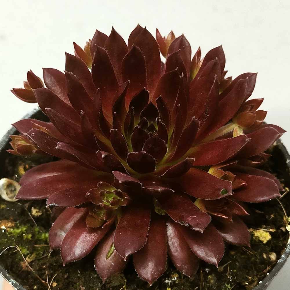 sempervivum coral red pianta