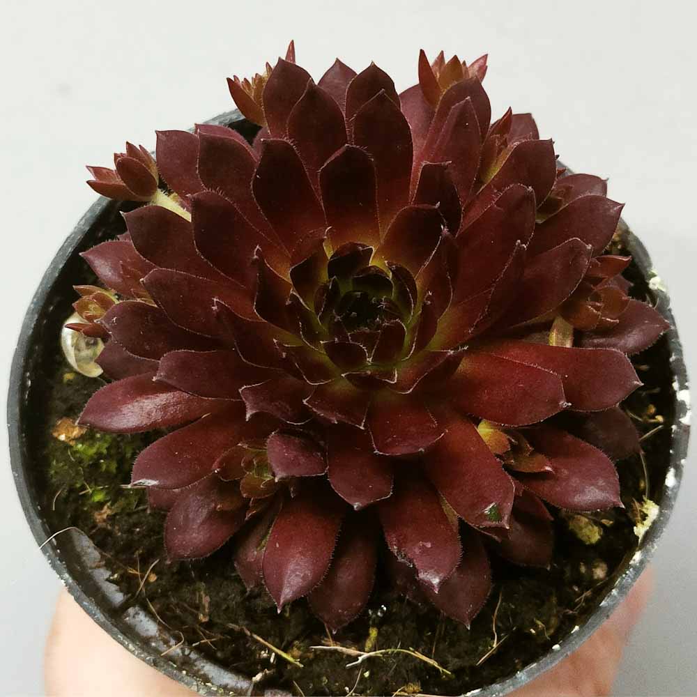 sempervivum coral red