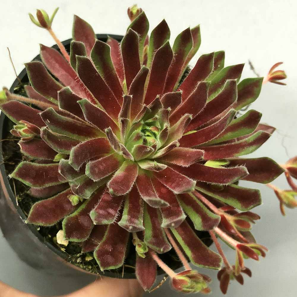 sempervivum red frost