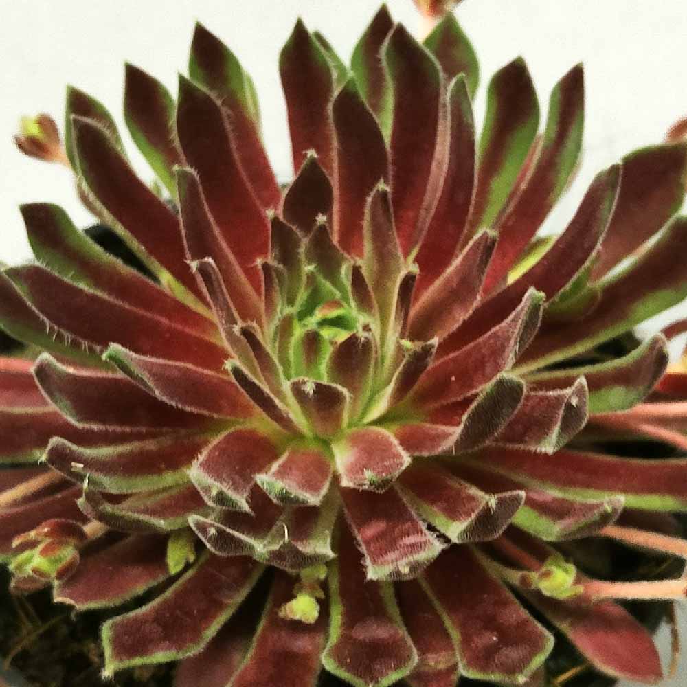 sempervivum red frost pianta