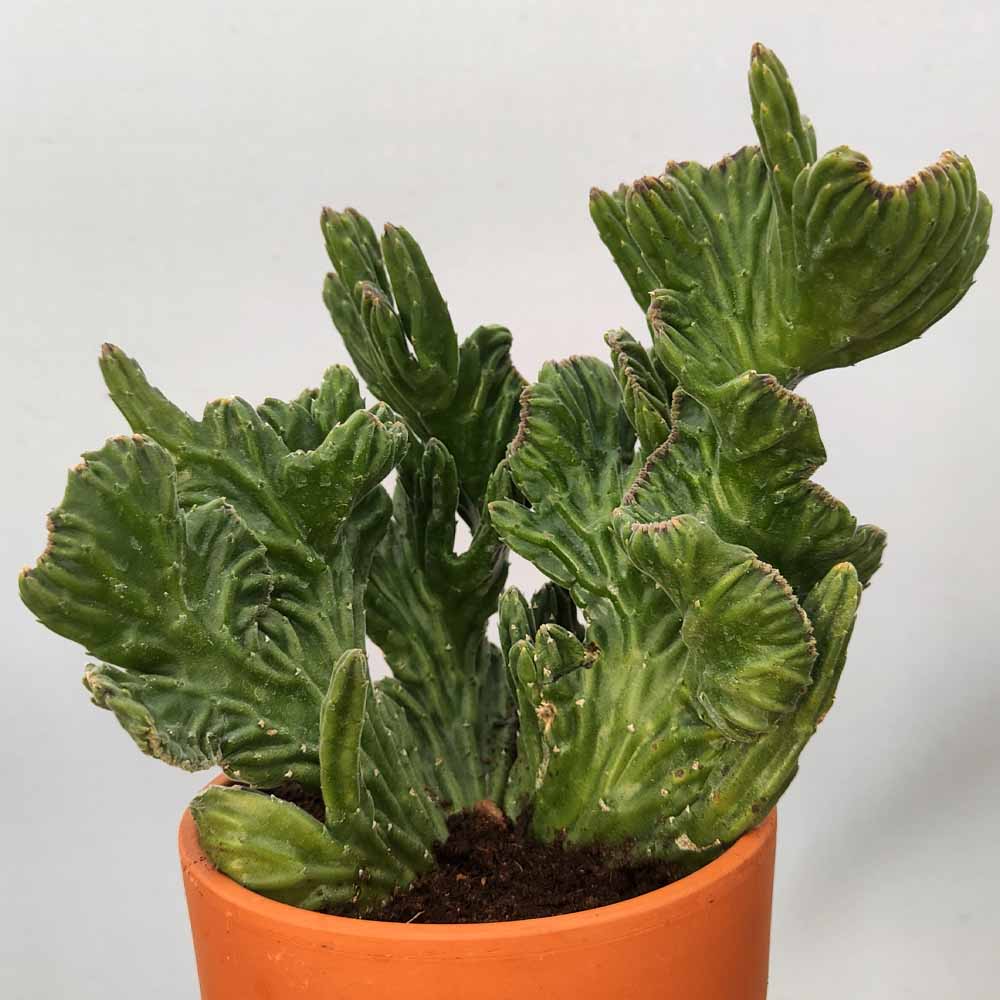 stapelia leendertziae crestata