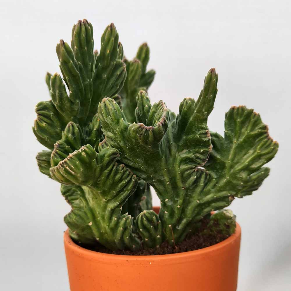 stapelia leendertziae crestata cactus