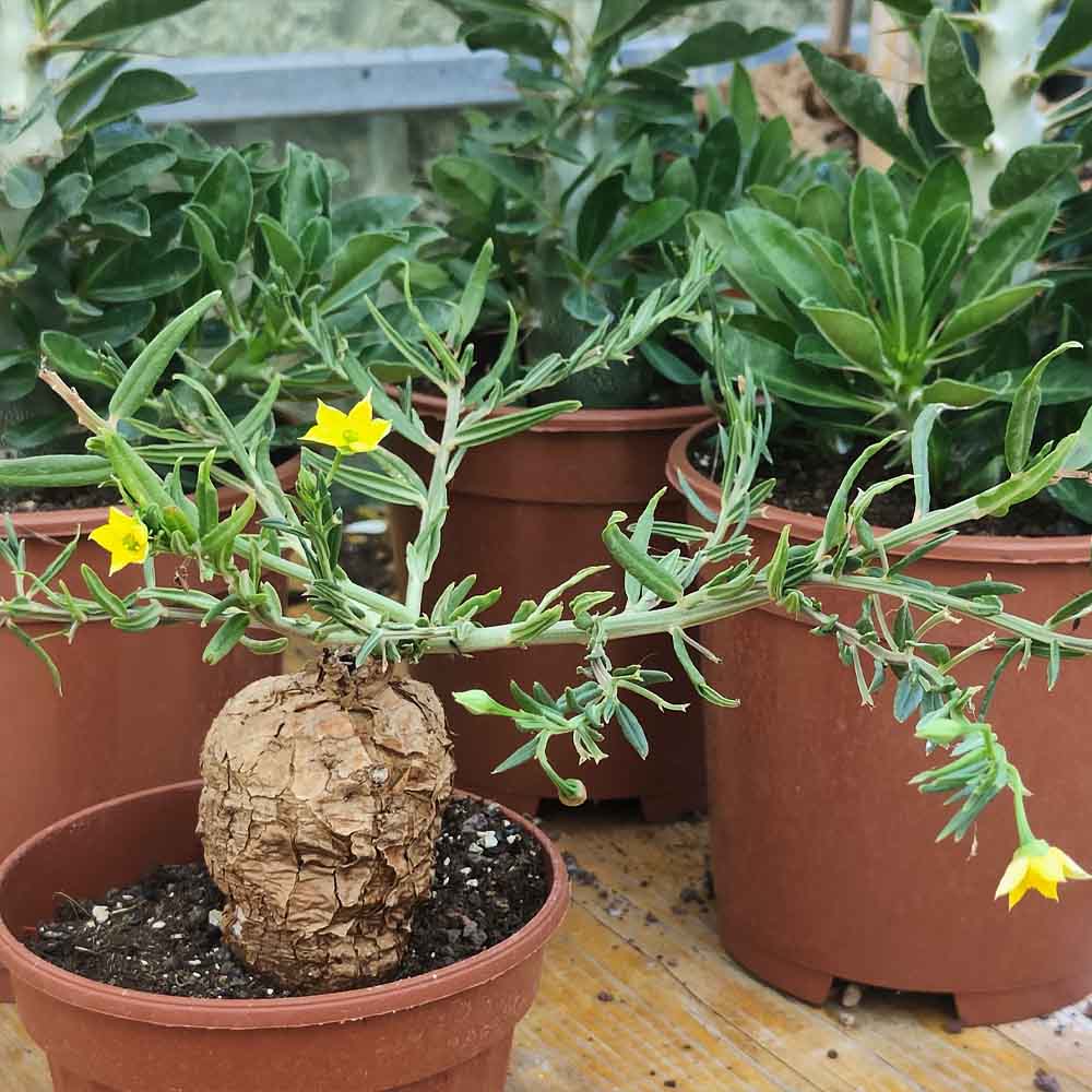 talinum caffrum