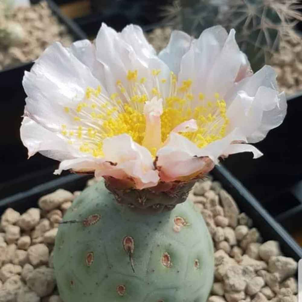 tephrocactus geometricus fiore