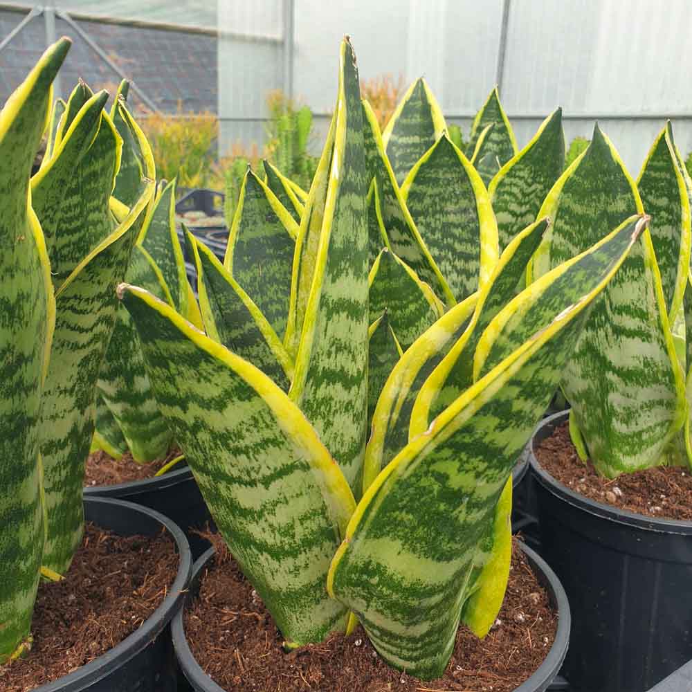 Sansevieria trifasciata “Futura Superba”