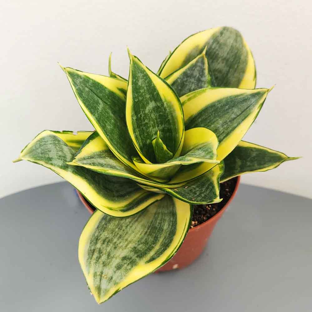 Sansevieria trifasciata Golden Hahnii