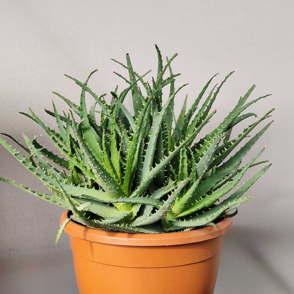 aloe arborescens