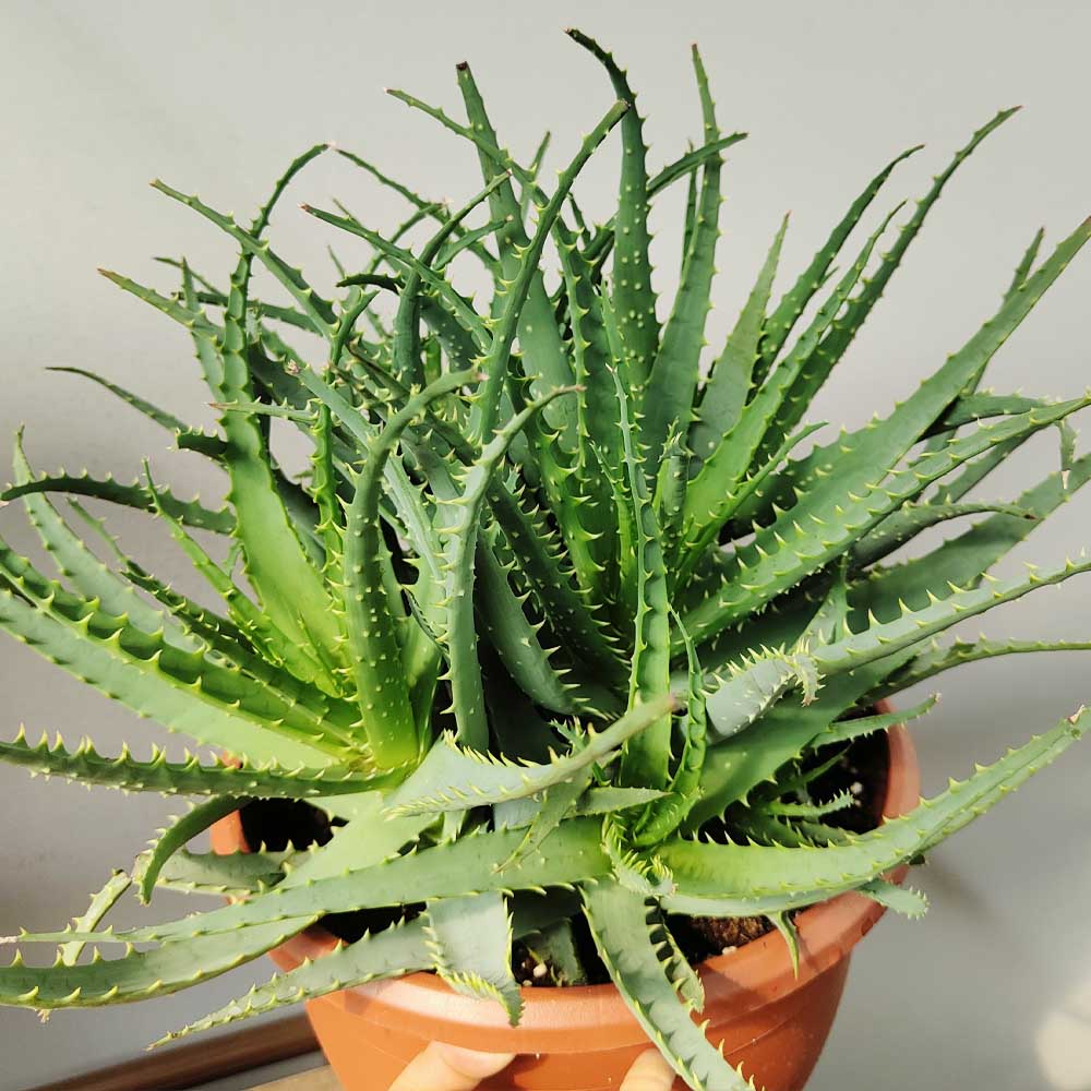 aloe arborescens pianta