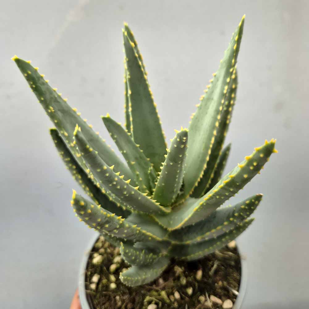 aloe dichotoma