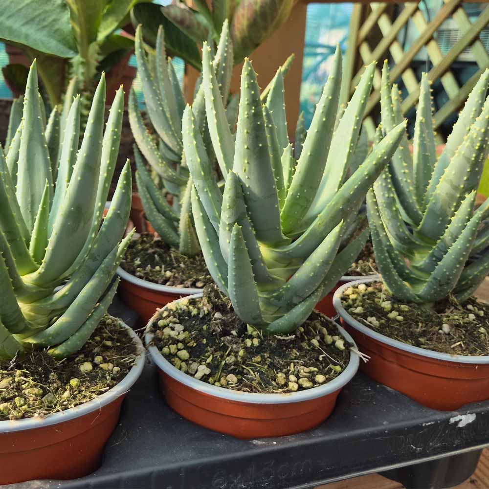 aloe dichotoma succulente