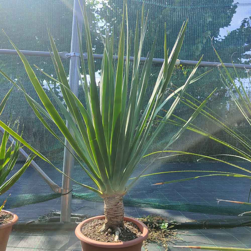 dracena draco pianta grassa