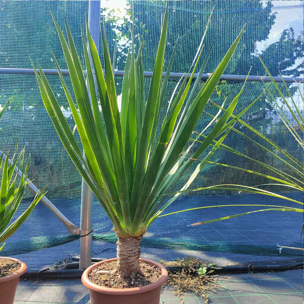 dracena draco