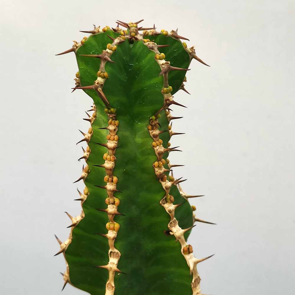 euphorbia cooperi