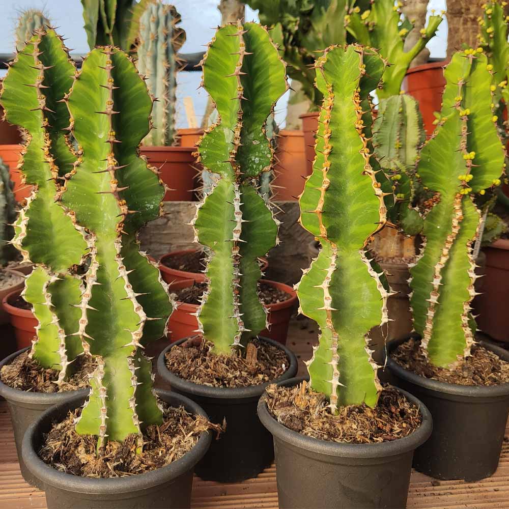 euphorbia cooperi pianta