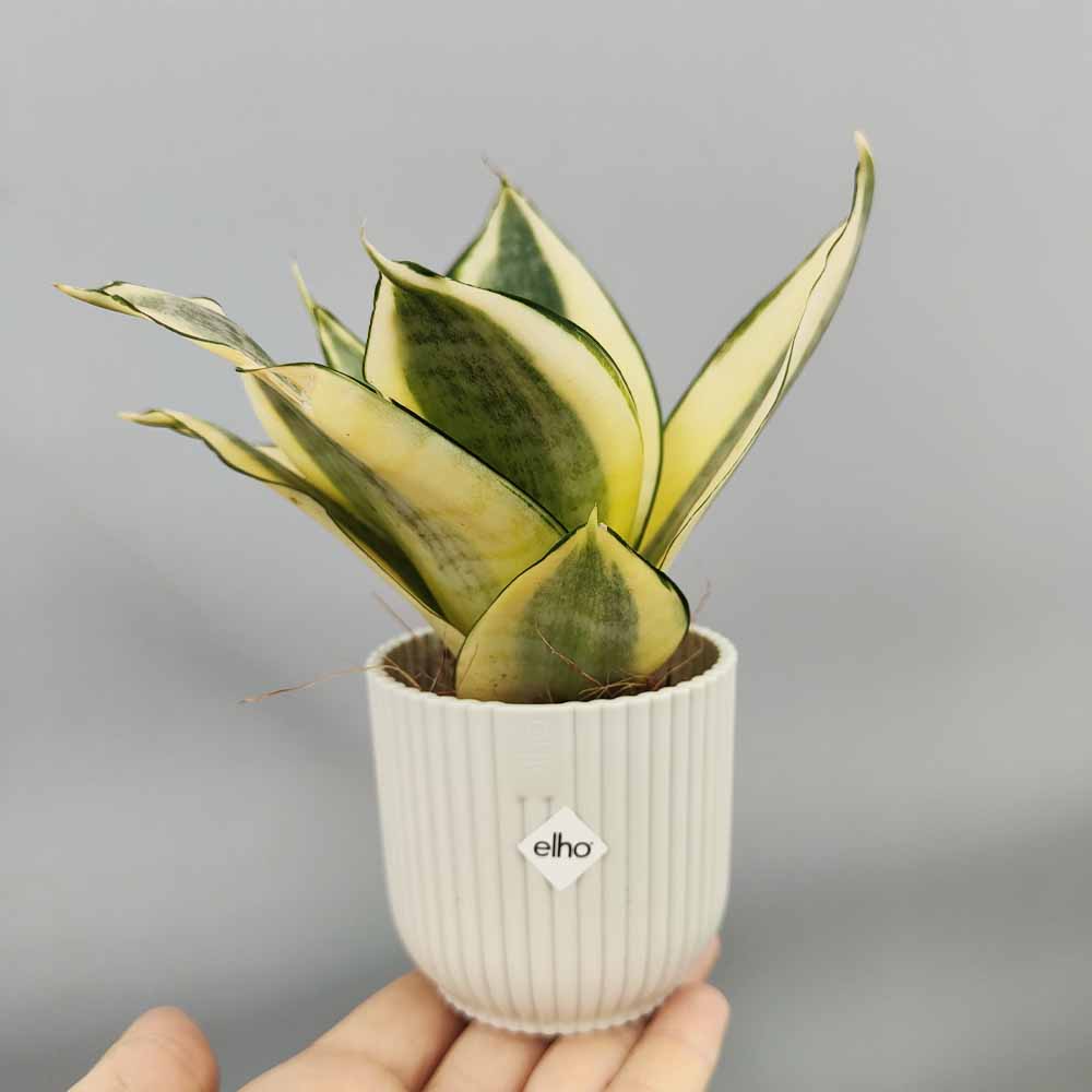 sansevieria golden hanni bianco