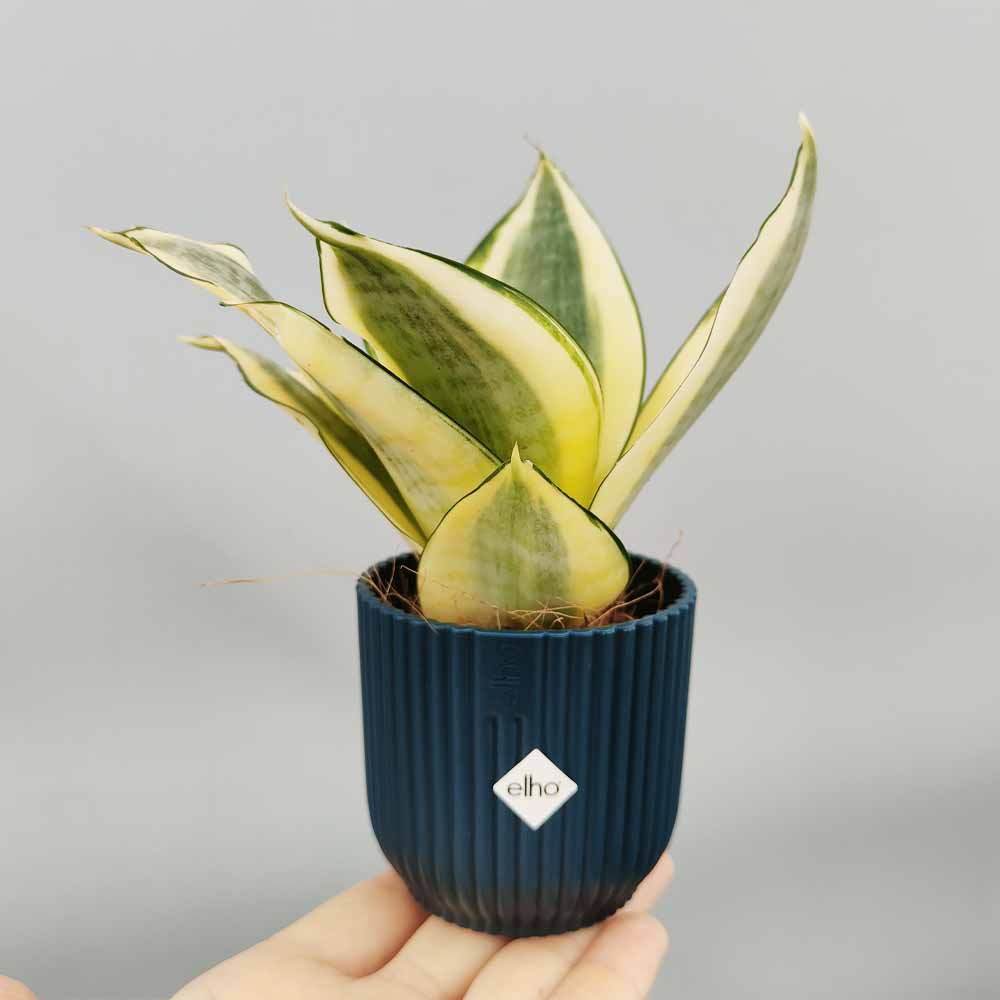 sansevieria golden hanni blu