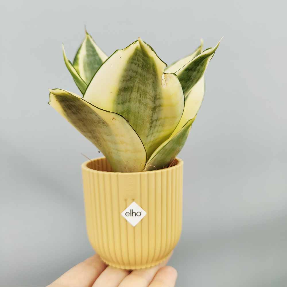 sansevieria golden hanni giallo