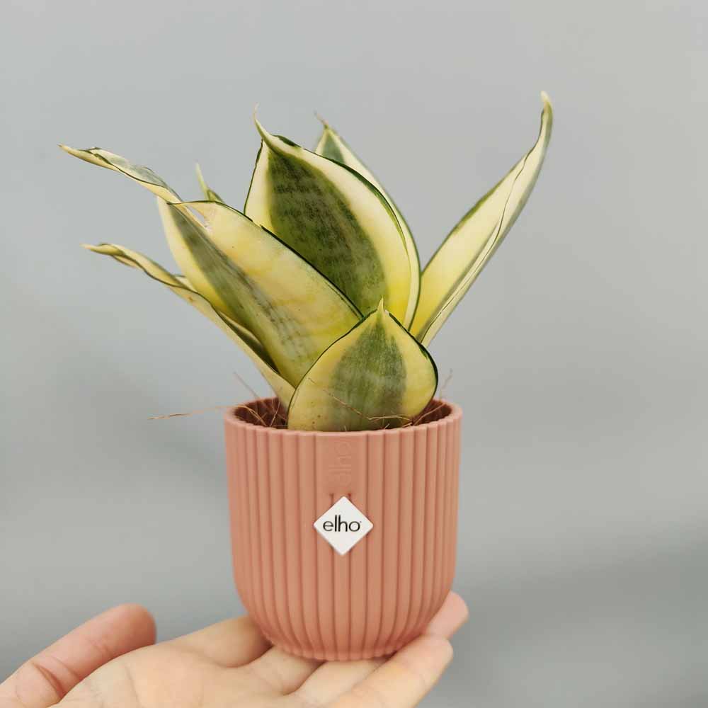 sansevieria golden hanni rosa