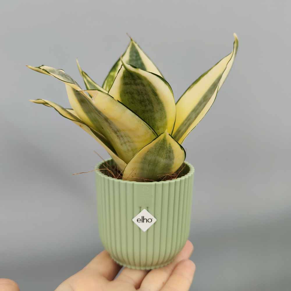 sansevieria golden hanni verde