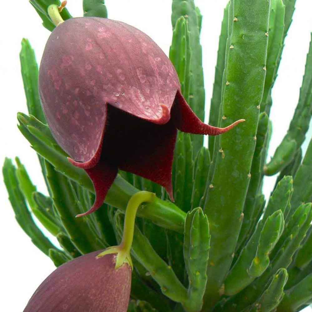 stapelia leendertziae fiore