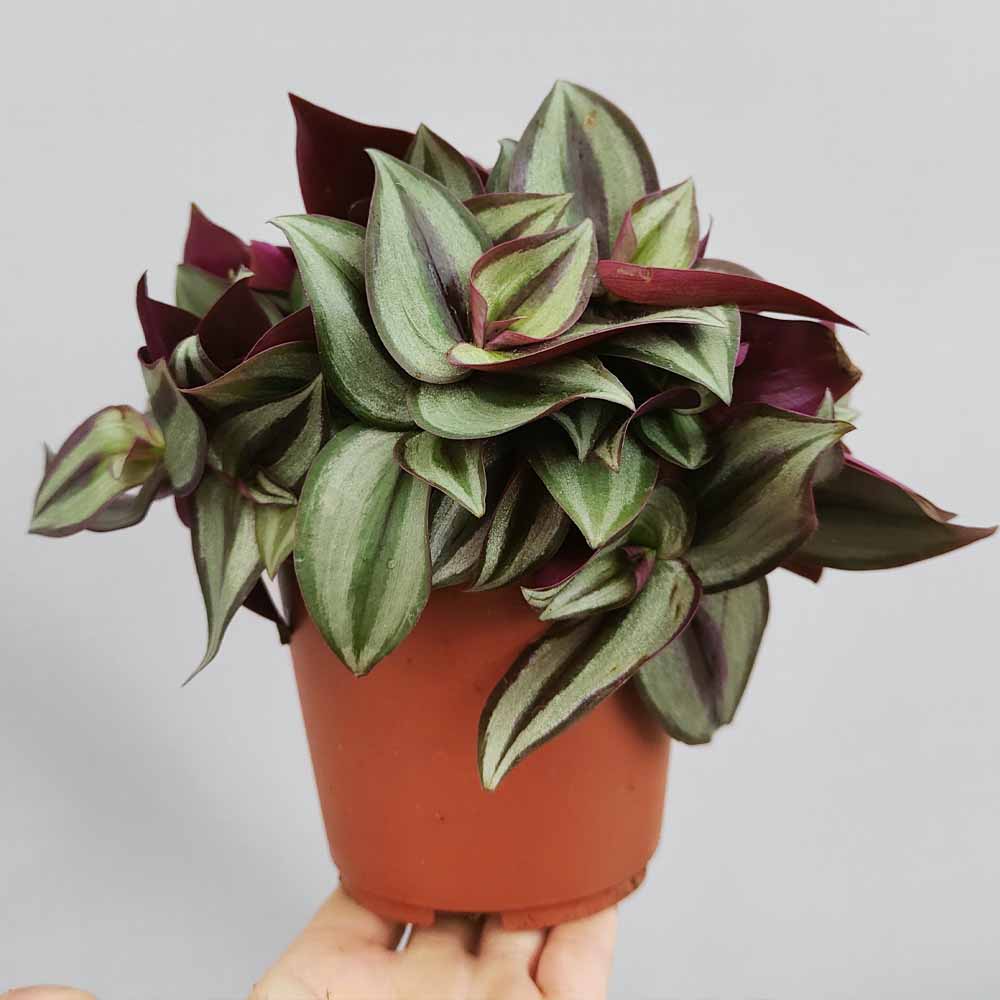 tradescantia zebrina purpusii