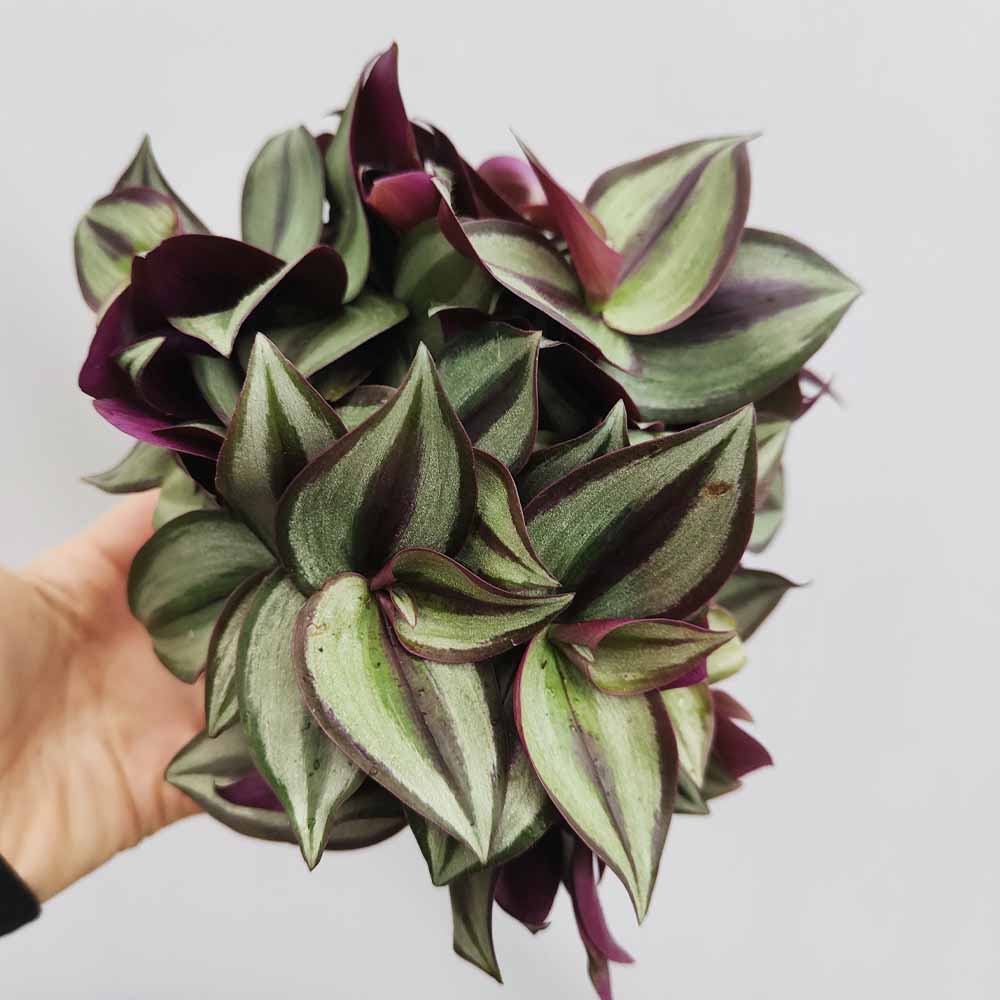 tradescantia zebrina purpusii pianta grassa