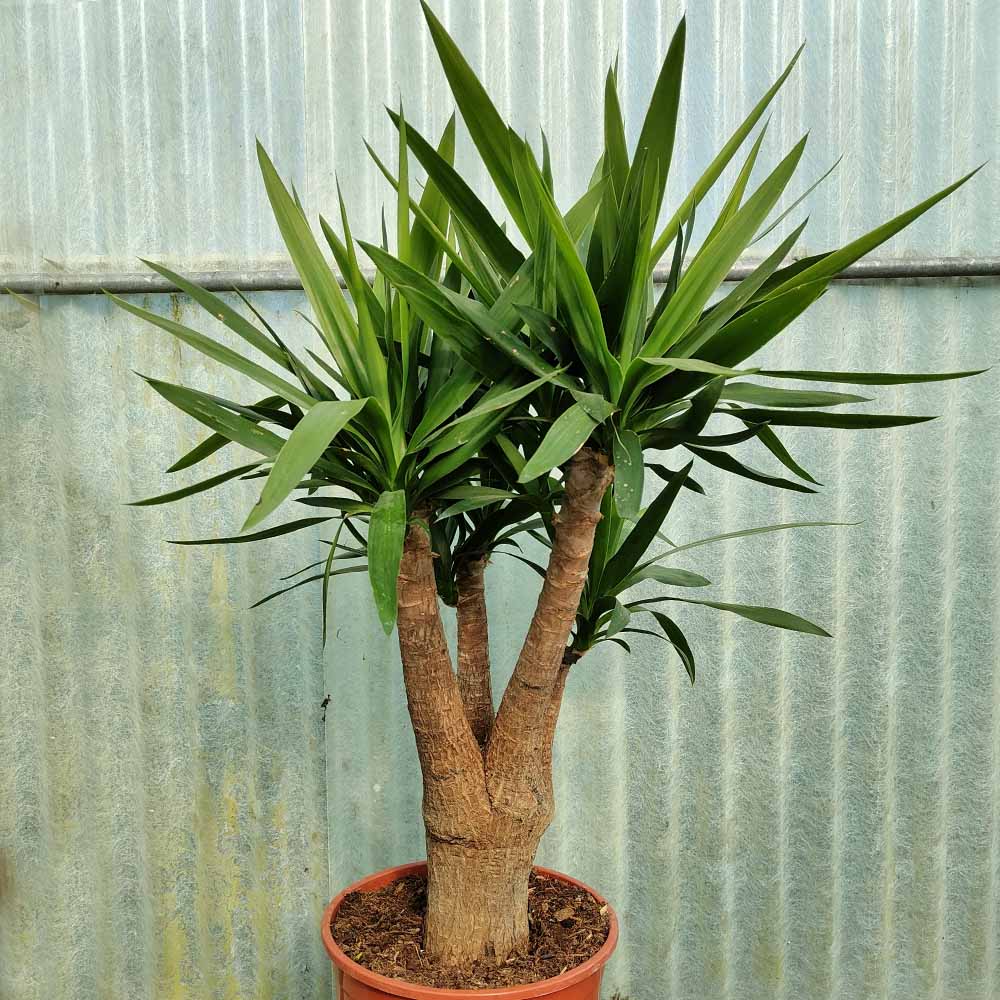 yucca elephantipes